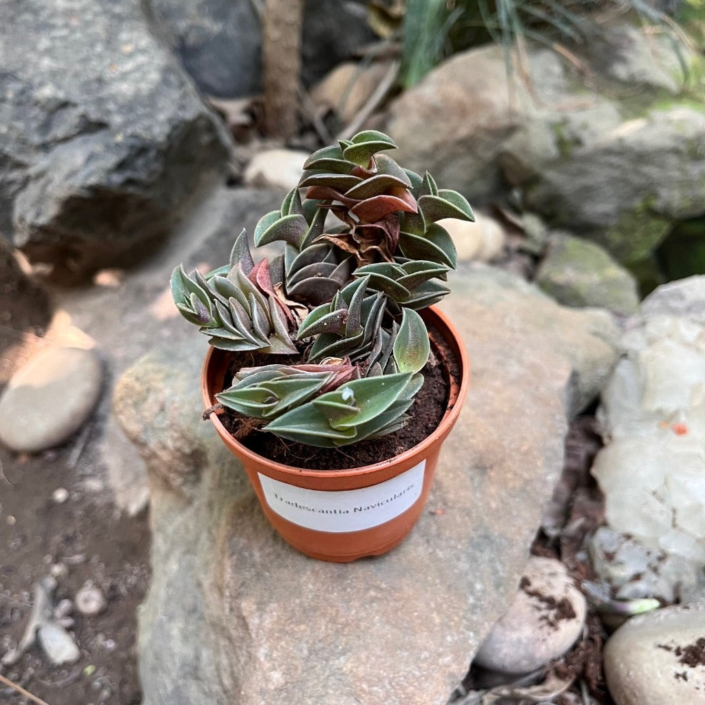 Tradescantia Navicularis-myBageecha