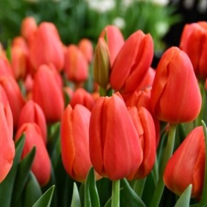Bright orange Tulip Orange Juice flowers blooming in garden bed during spring