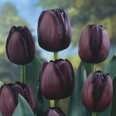 Dark maroon Tulip Queen of Night flowers appearing almost black in bloom-myBageecha