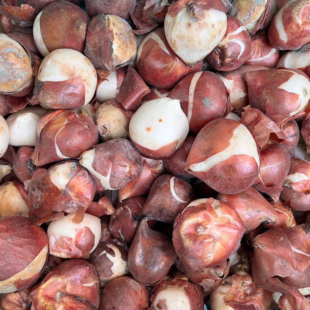 Tulip ‘Big Love’ Bulbs – Soft Pink Spring Blooms