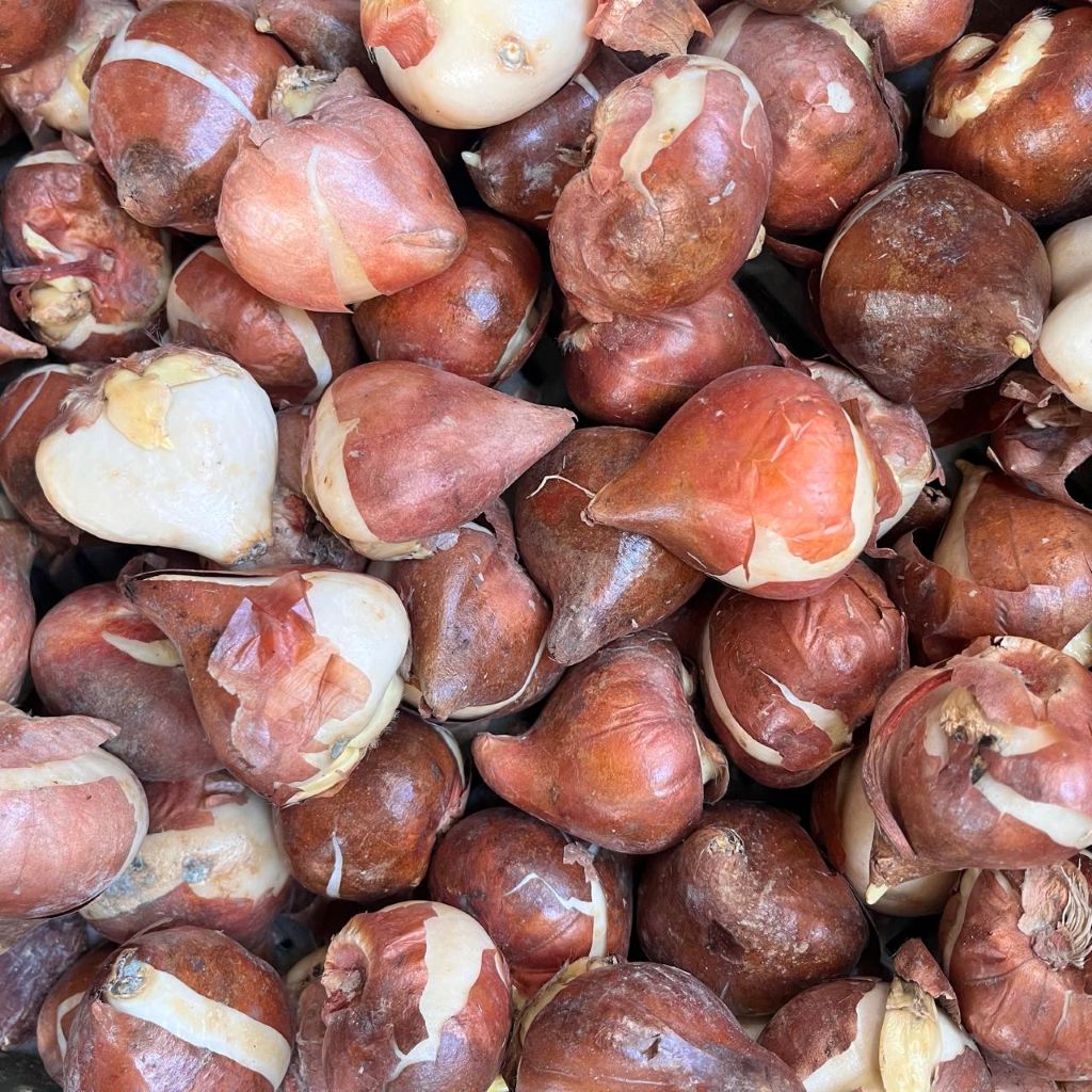 Tulip ‘Red Impression’ Bulbs – Bright Red Spring Blooms