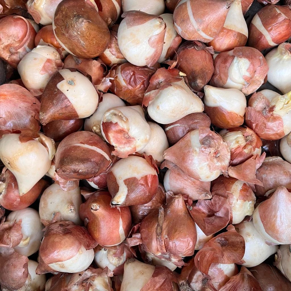 Tulip ‘White Prince’ Bulbs – Pure White Spring Flowers