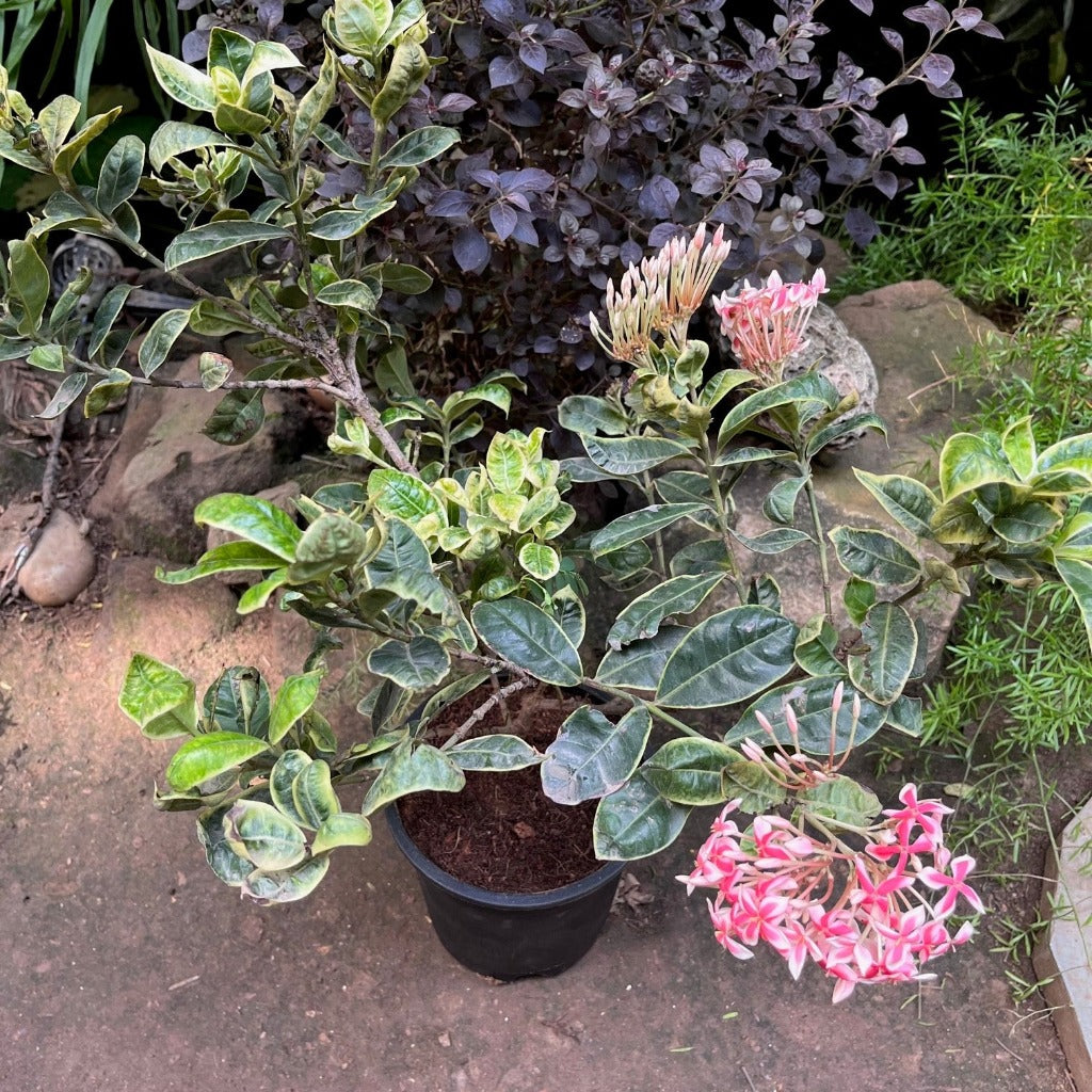 Ixora Frozen Star Plant - myBageecha