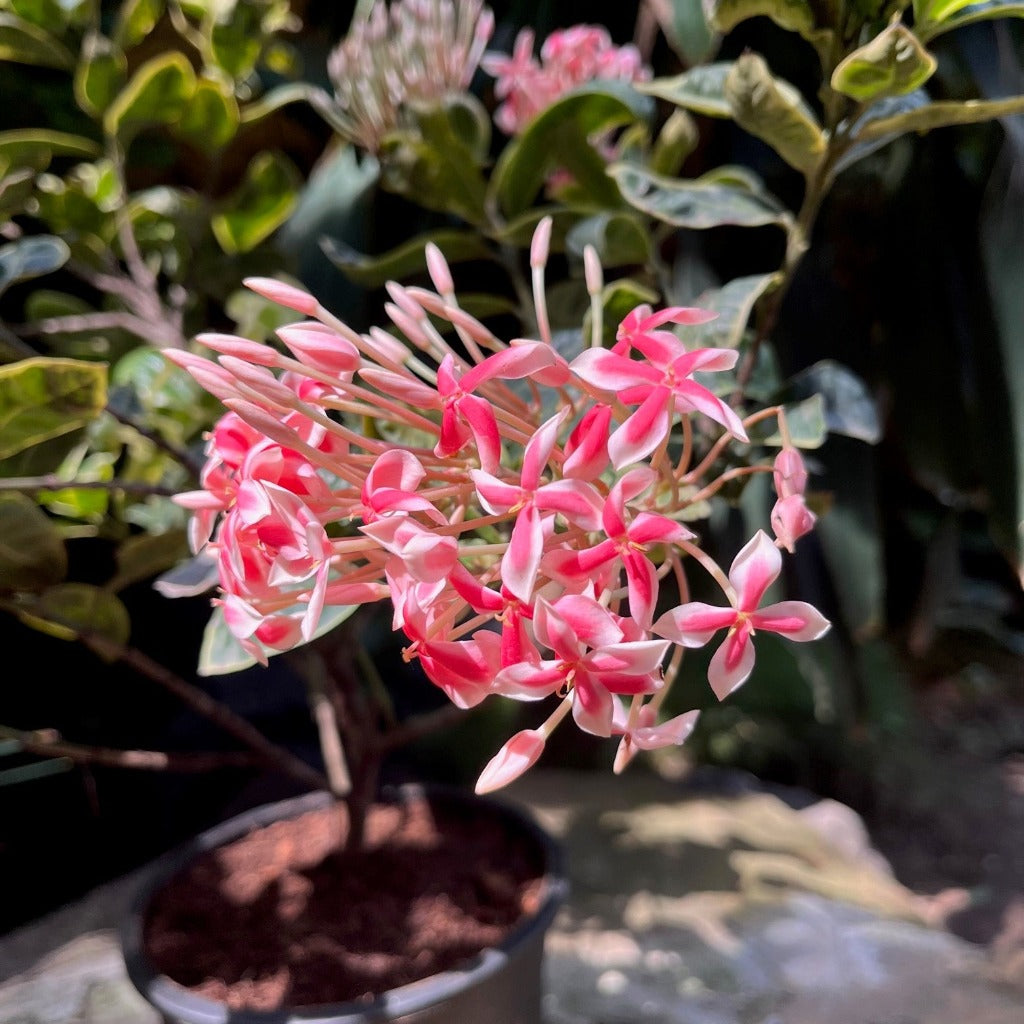 Ixora Frozen Star Plant - myBageecha