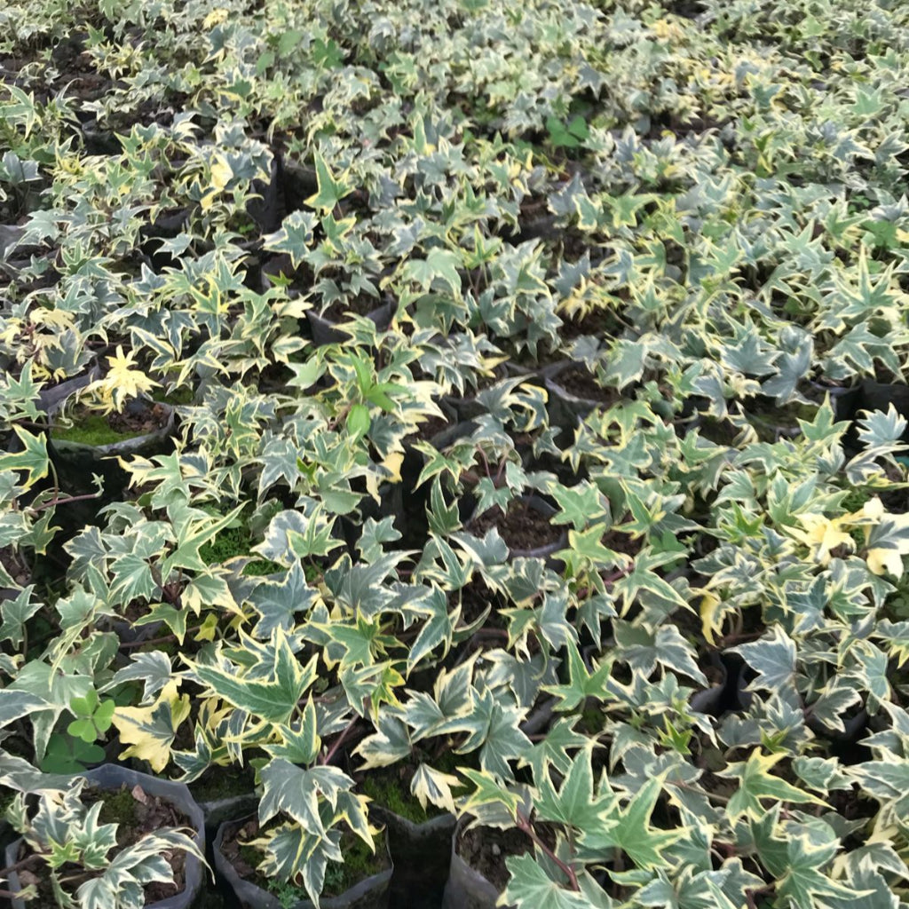 Variegated English Ivy 'Bettina' Plant-myBageecha
