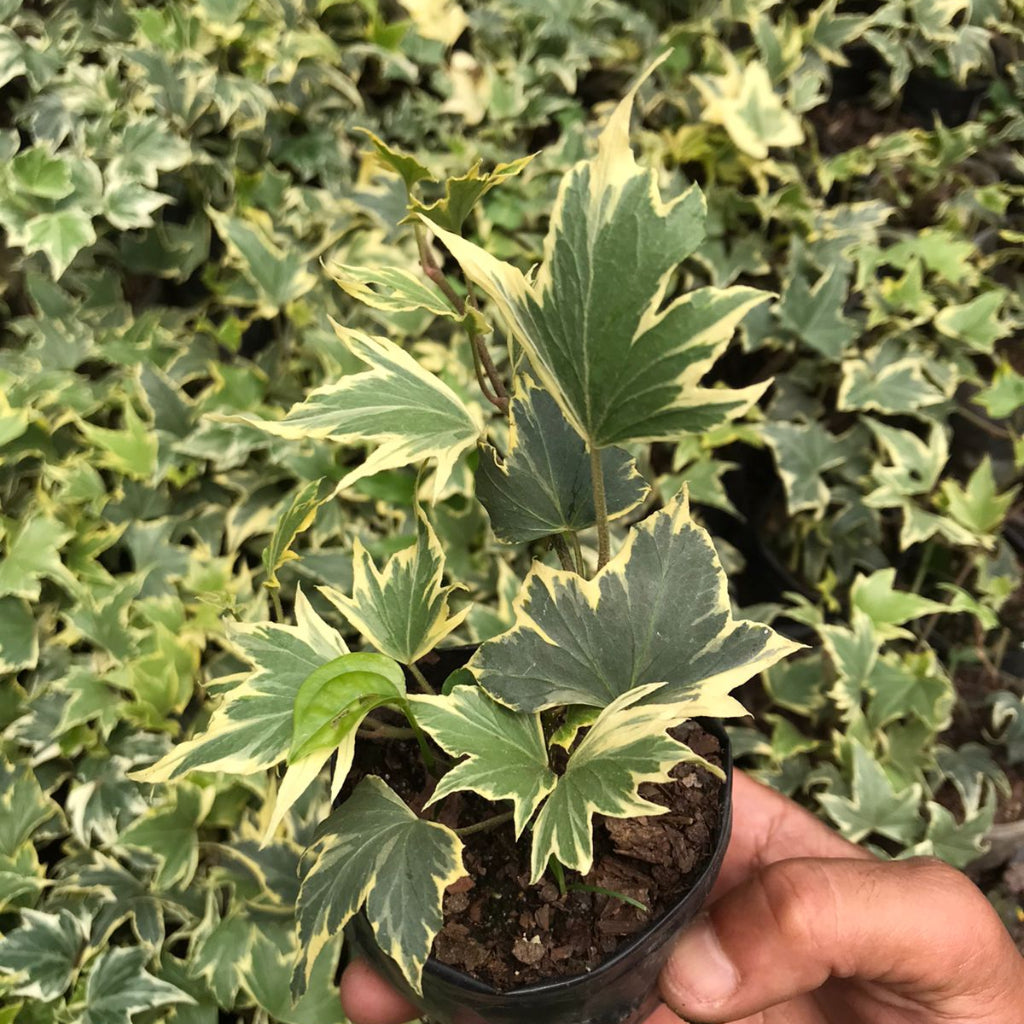Variegated English Ivy 'Bettina' Plant-myBageecha