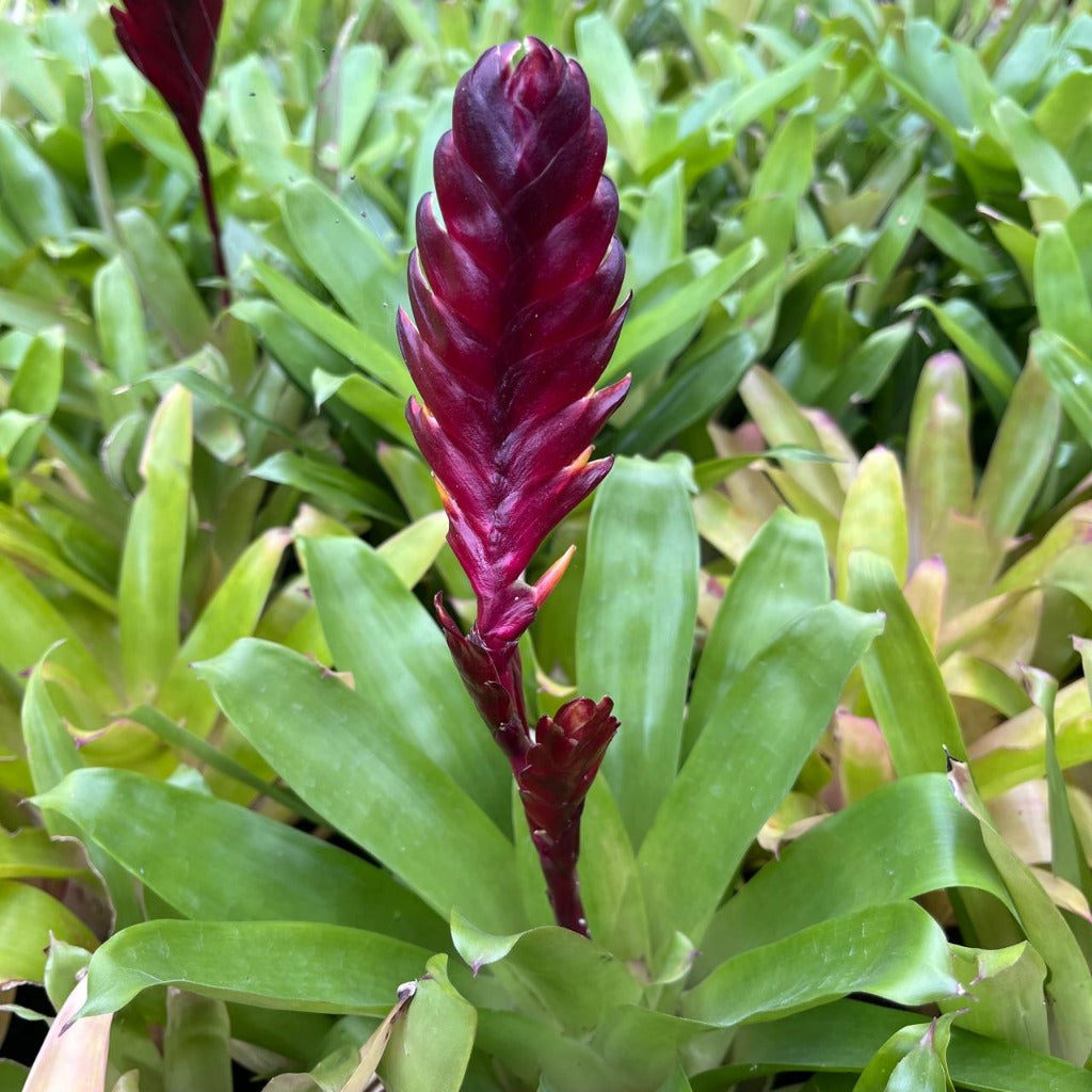 Front view showing leaf rosette.