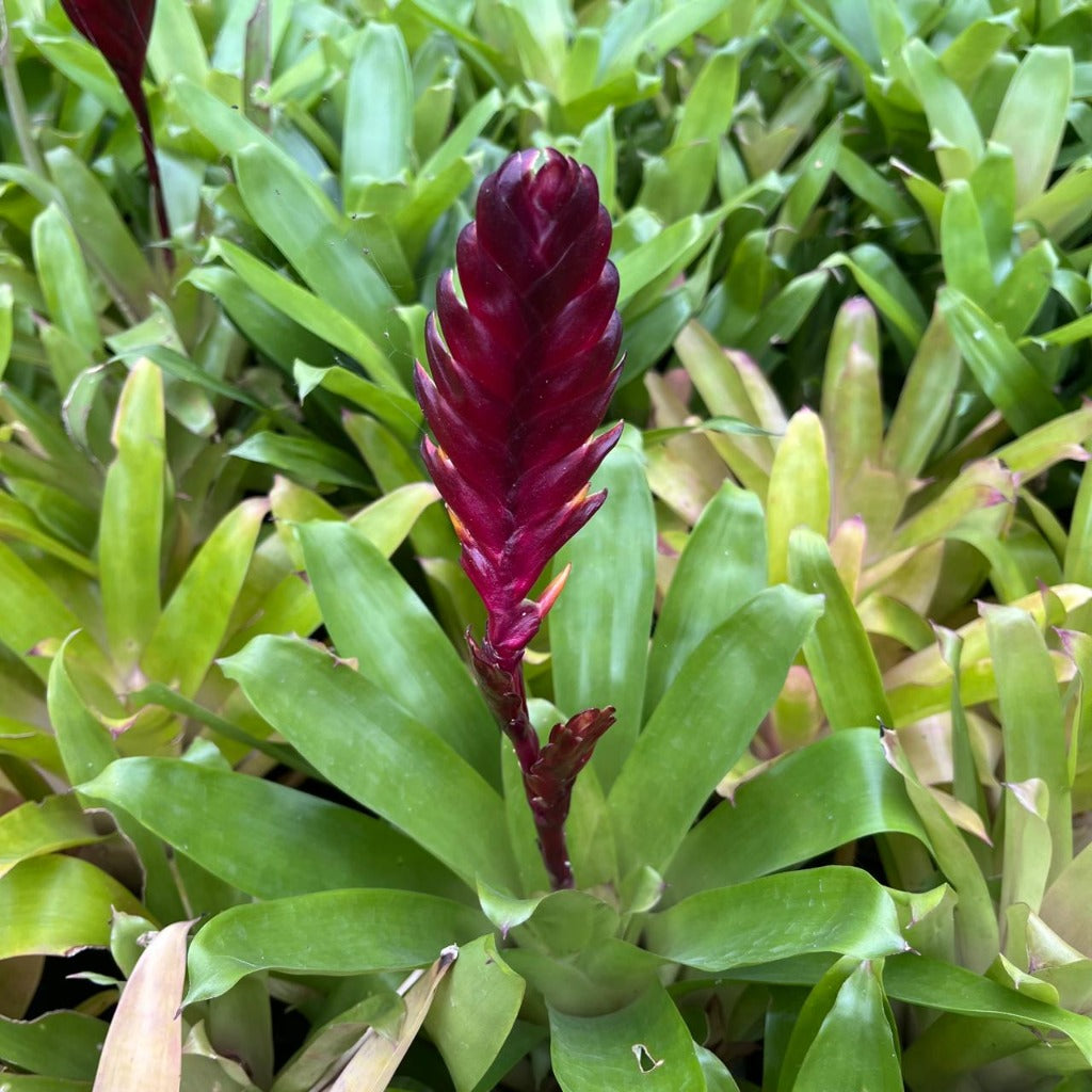 Vriesea munda with red bract rising above foliage by myBageecha