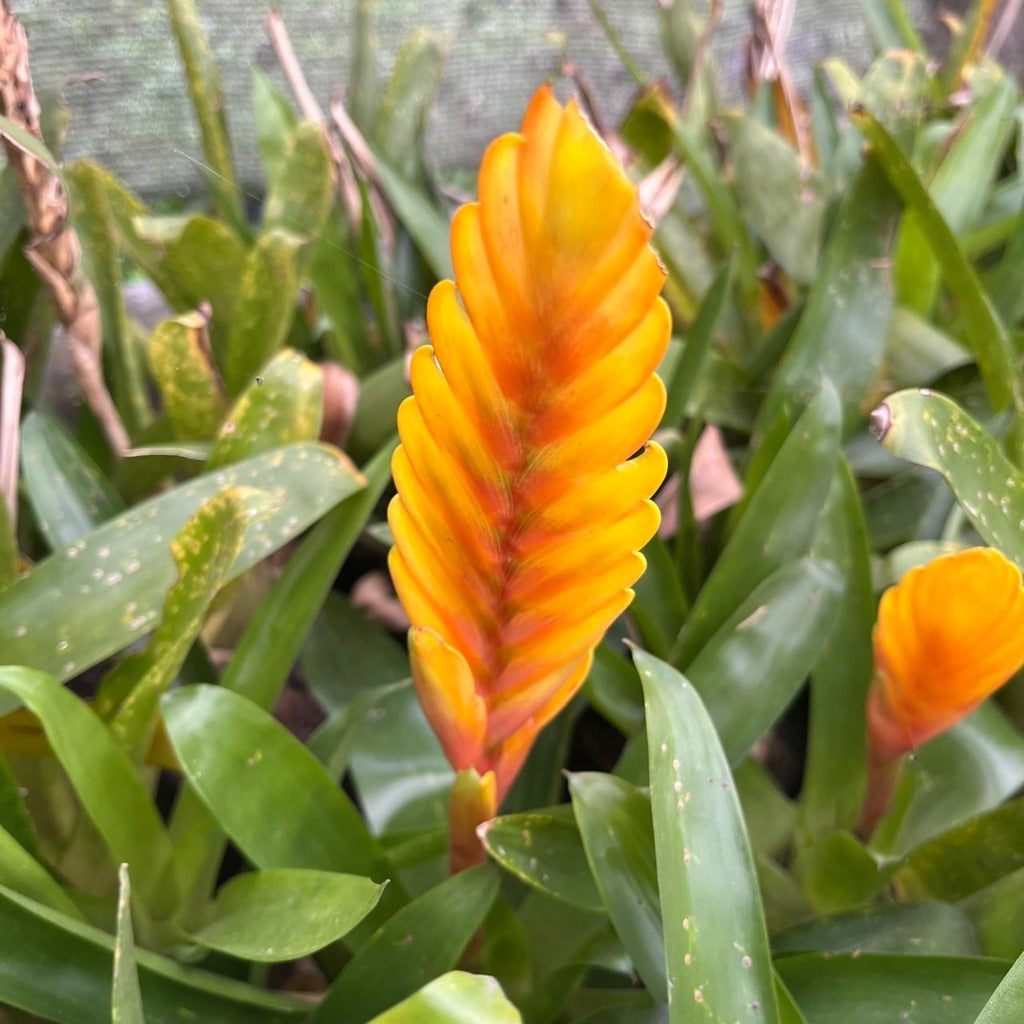 Vriesea energy showing vivid yellow sword bract by myBageecha