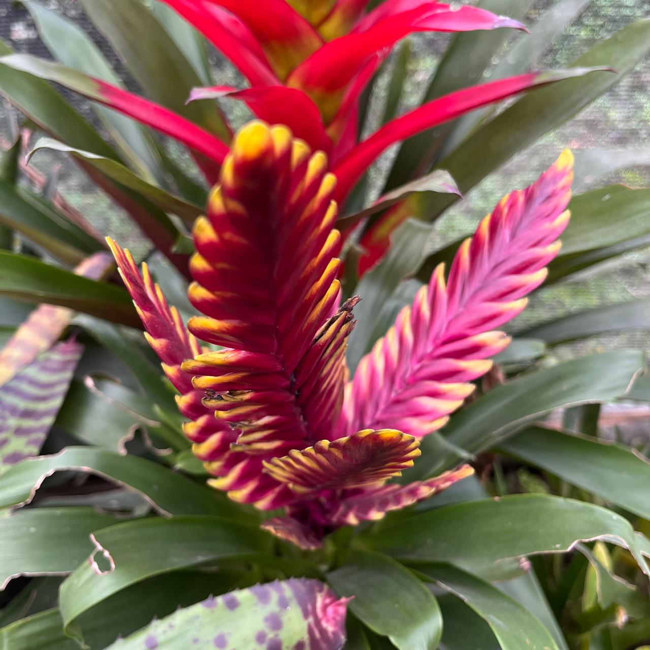 Vriesea Solo – Yellow Sword Bromeliad