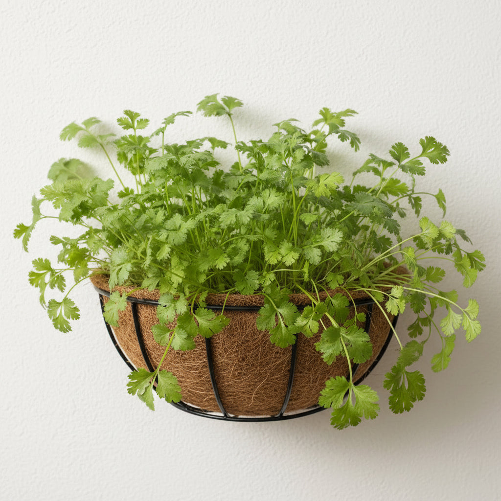 Coriander grown in Coir Basket -Set of 2 - myBageecha