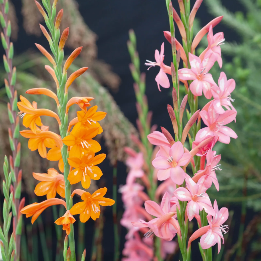 Watsonia Mixed Bulbs-myBageecha