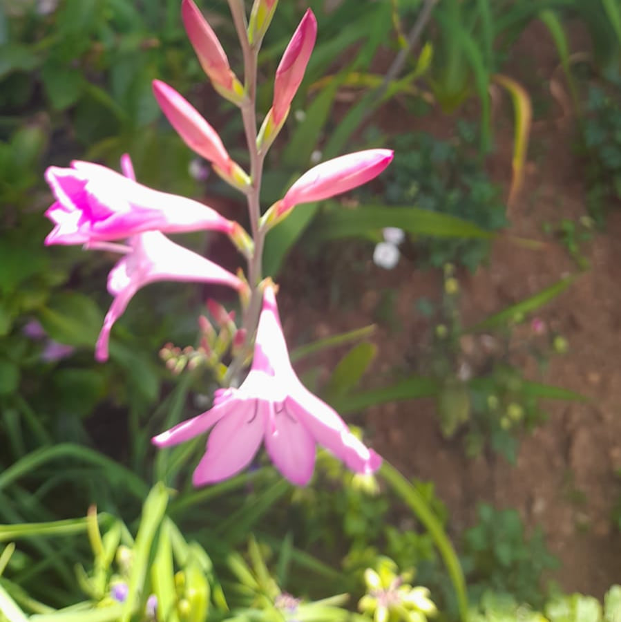 Watsonia Borbonica Bulbs