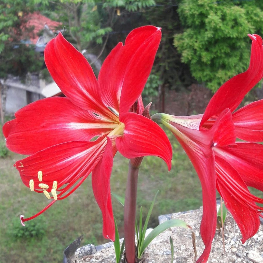 Amaryllis Hippeastrum x johnsonii Bulbs-myBageecha