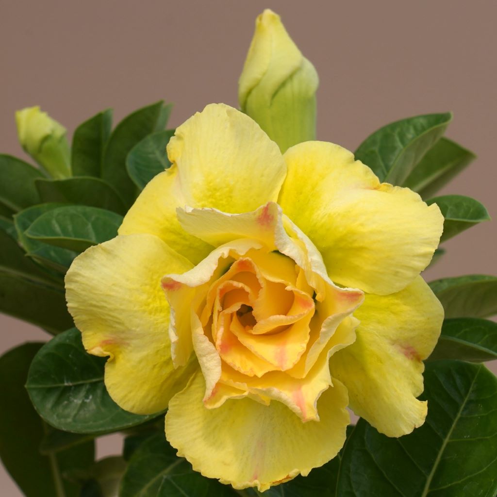 Yellow Pikachu Adenium Plant - myBageecha