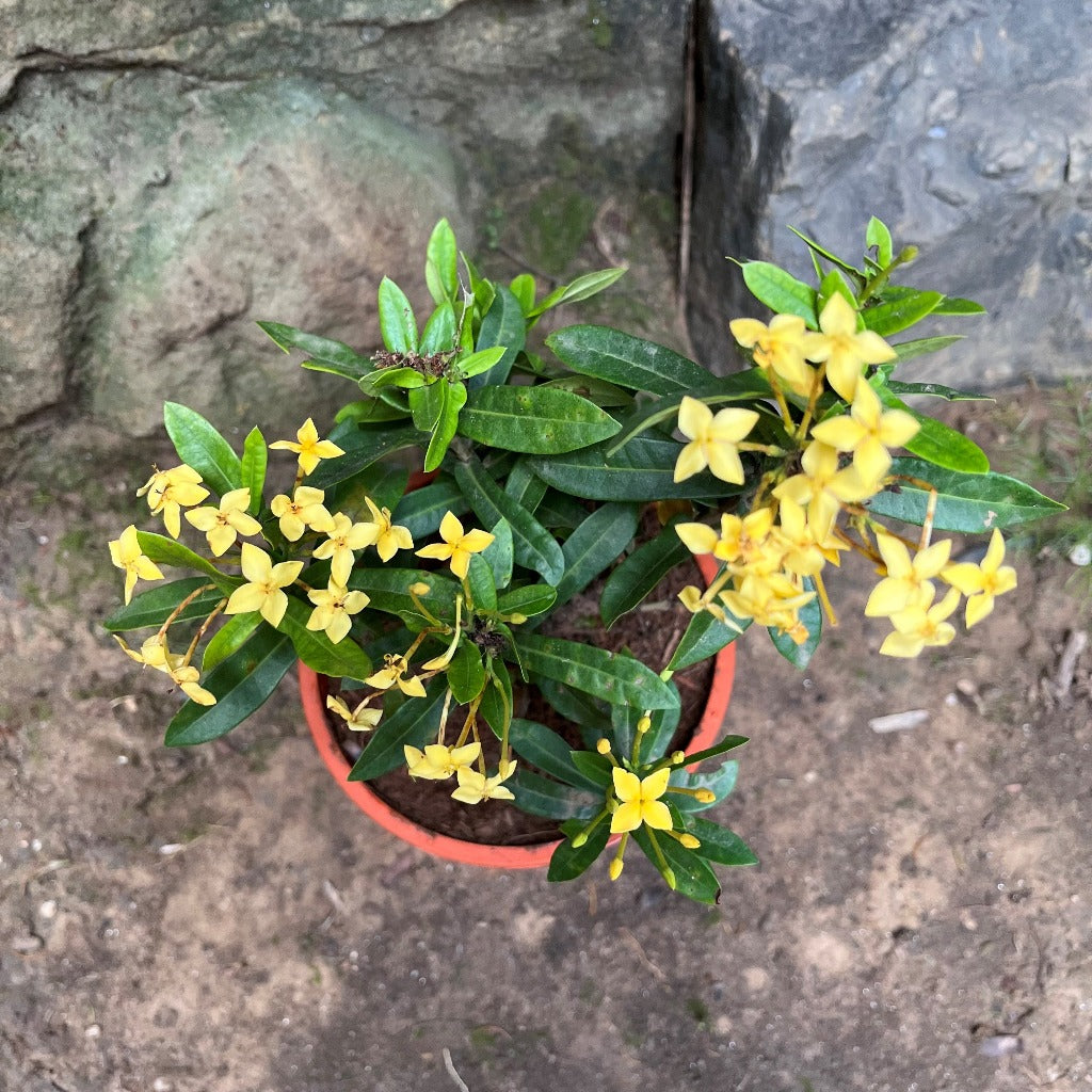Ixora Dwarf Yellow Plant - myBageecha