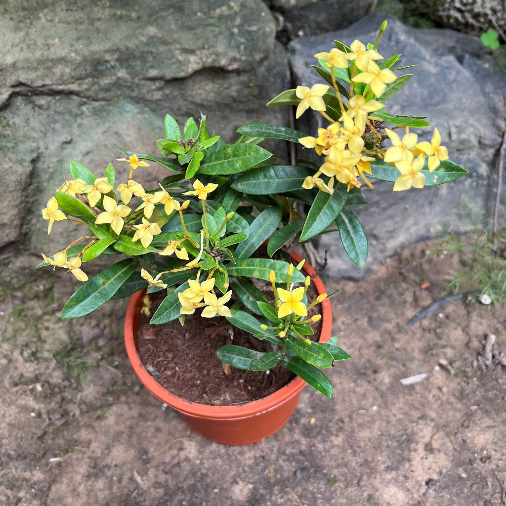 Ixora Dwarf Yellow Plant - myBageecha