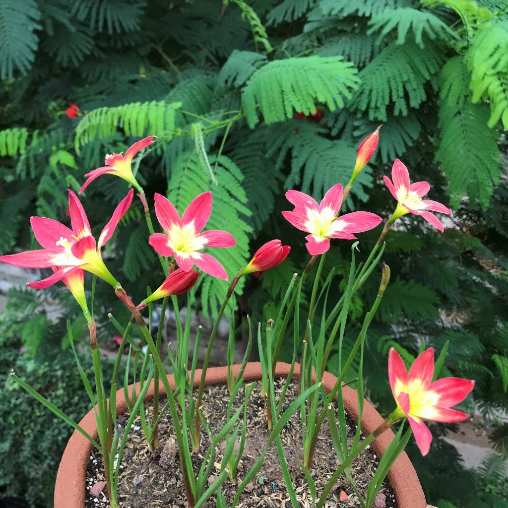 Rain Lily 'Young Love' (Bulbs)