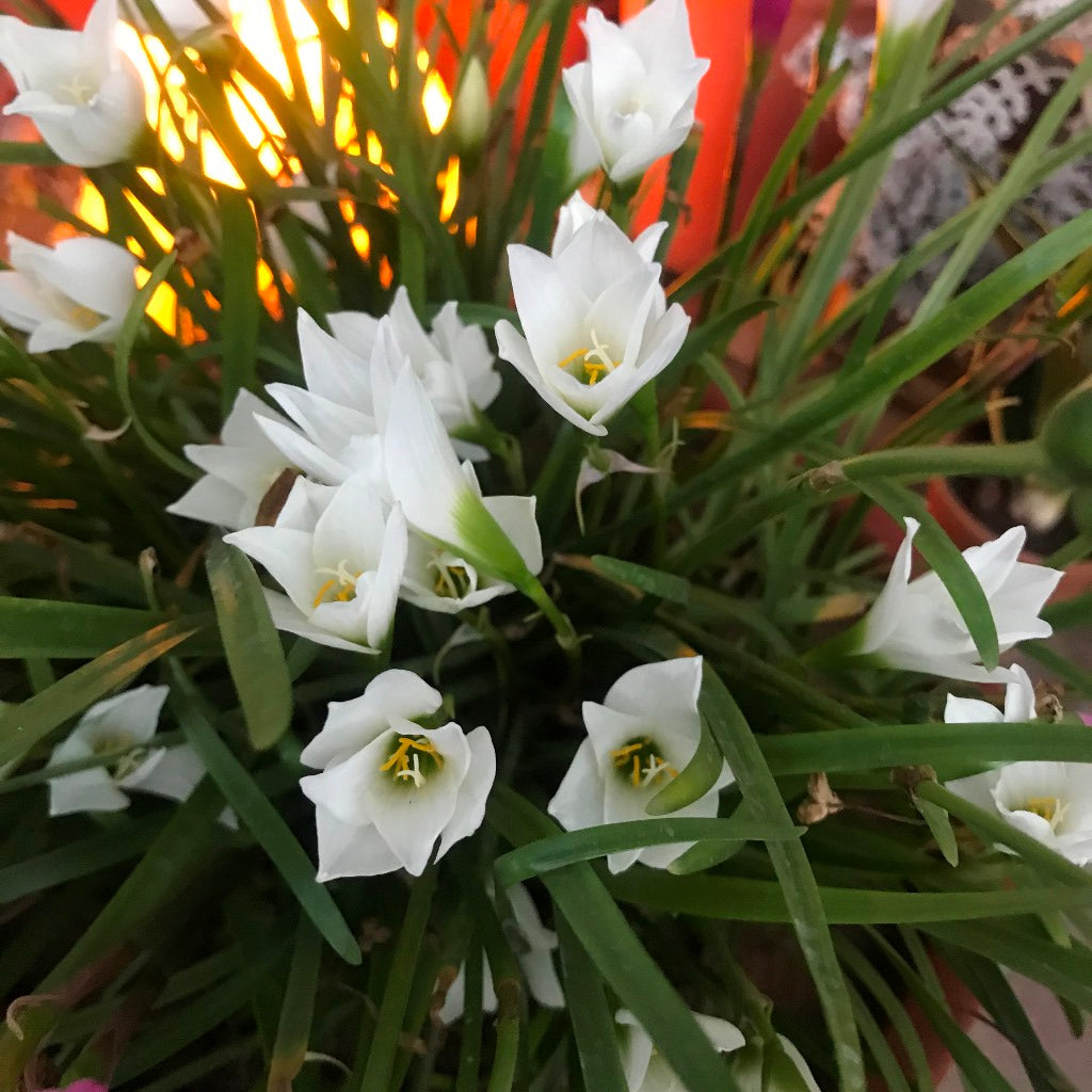 Rain Lily 'Candida' (Bulbs)