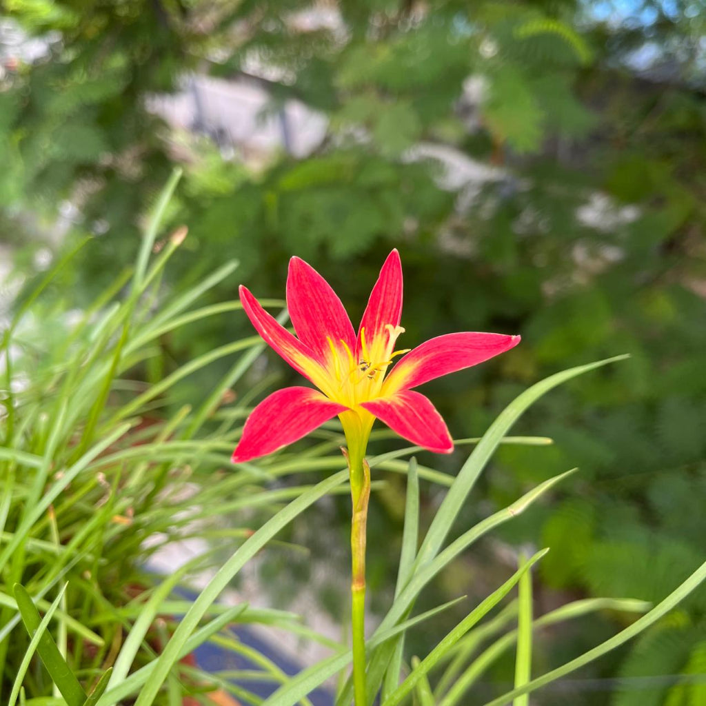 Zephyranthes 'Young Love' - myBageecha
