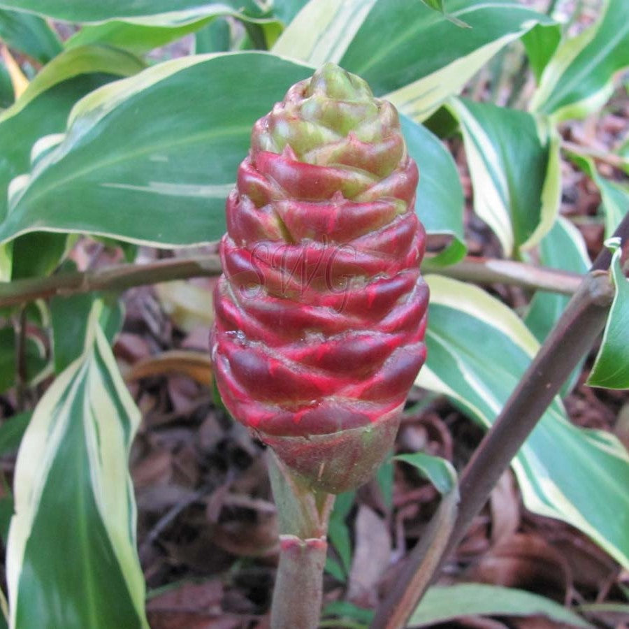 Zingiber Zerumpet Darcyii-myBageecha