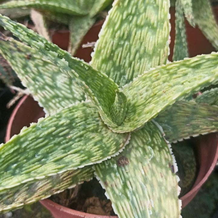 Aloe Silver Ridge Succulent Plant - myBageecha