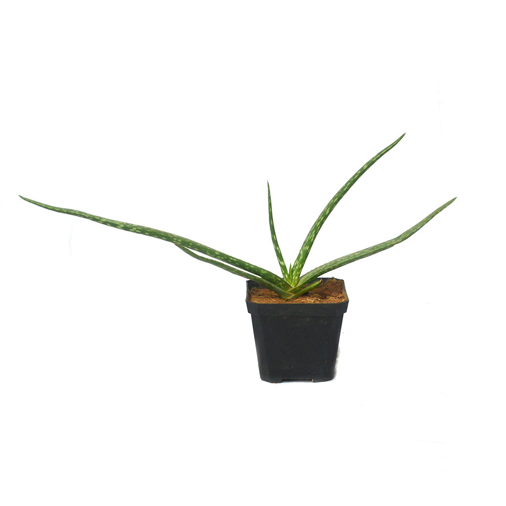 Aloe Vera Succulent Plant - myBageecha