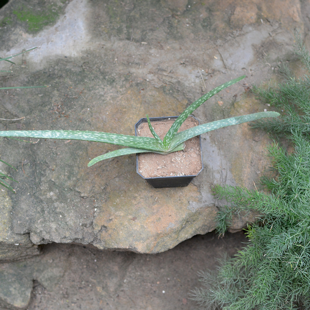 Aloe Vera Succulent Plant - myBageecha