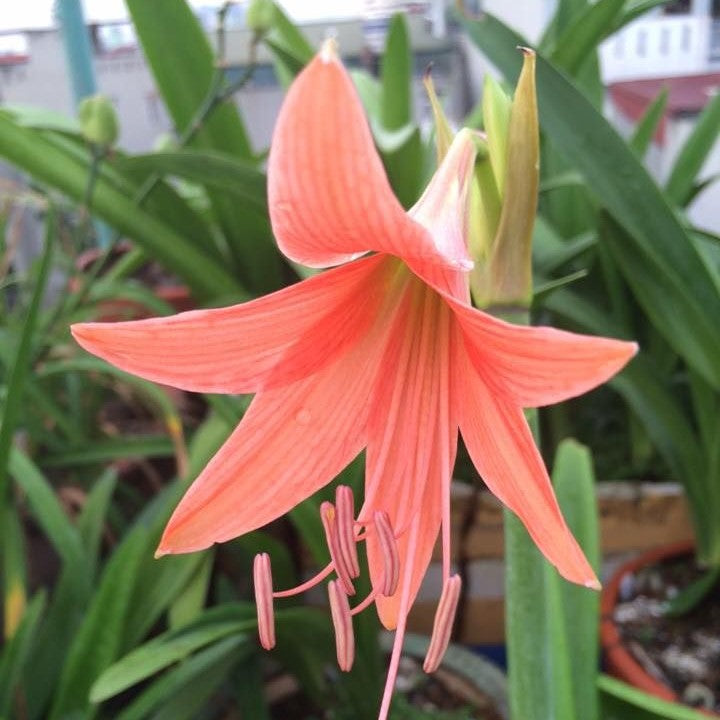 Amaryllis Hippeastrum roseum Bulbs-myBageecha