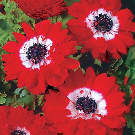 Anemone ‘The Governor’ Tubers – Red-White Spring Flowers