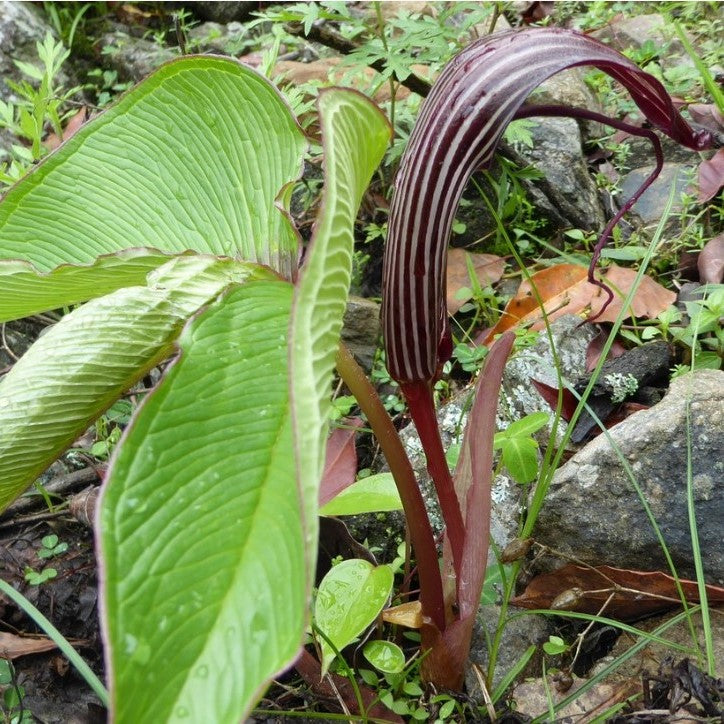Arisaema Costatum-myBageecha