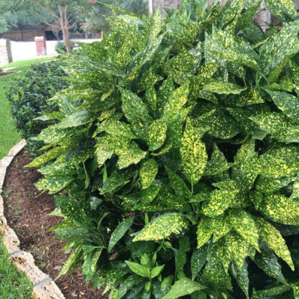 Close-up of Aucuba japonica leaves showing speckled variegation pattern