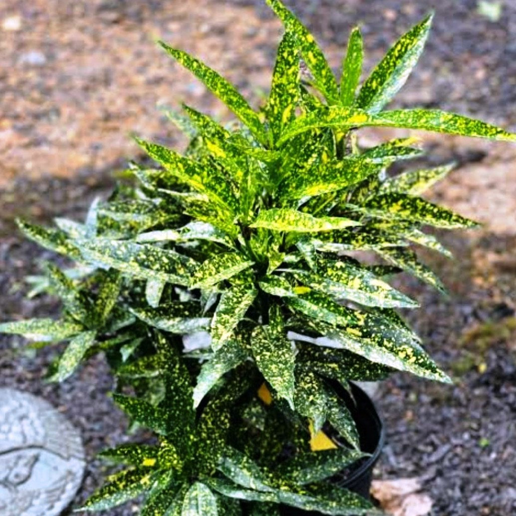 Aucuba japonica plant with glossy yellow-green variegated leaves