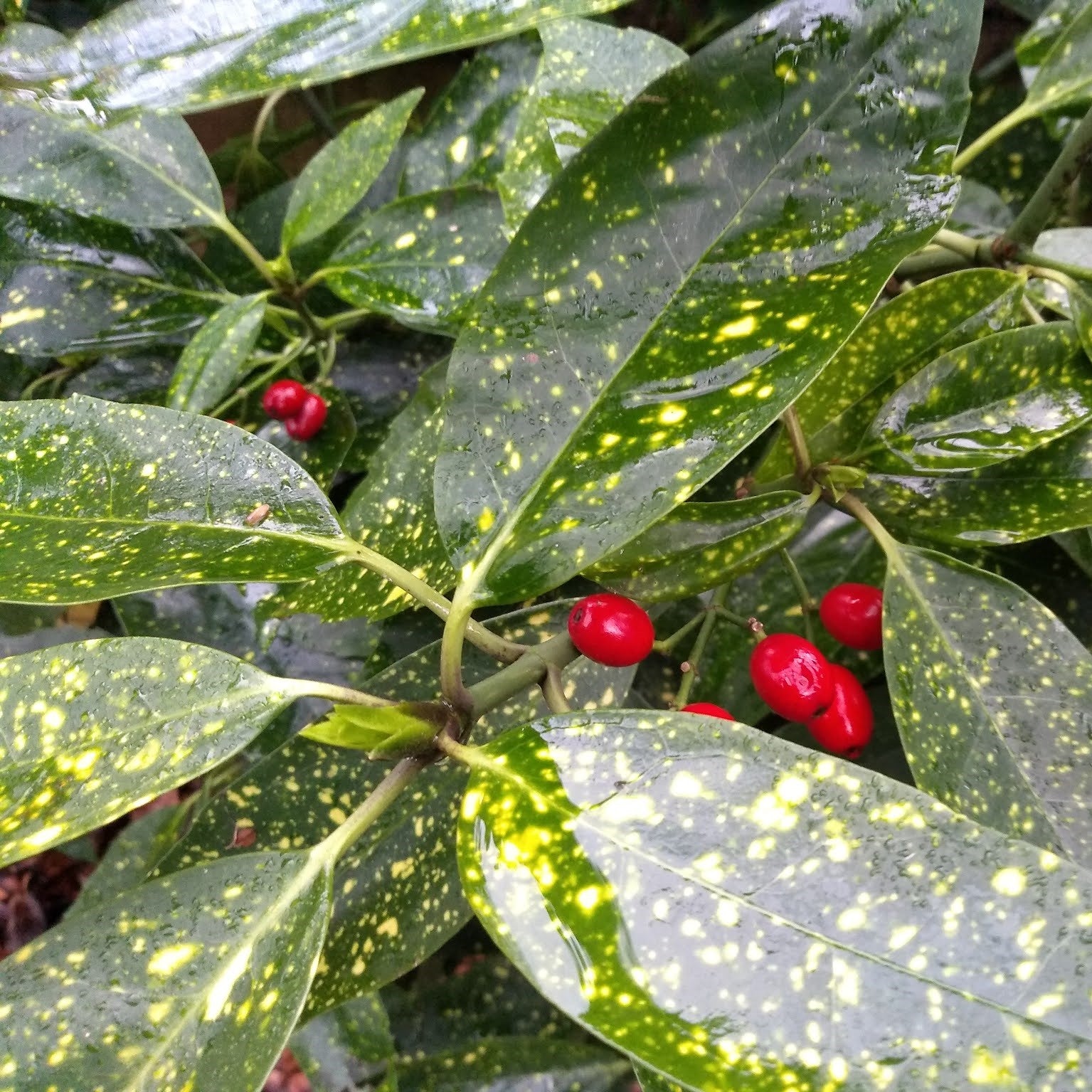 Aucuba japonica Plant close up of leaf varigation