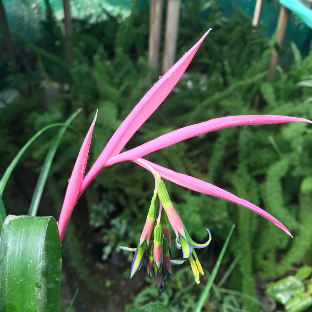 Front view showing arching leaves and trailing bloom stem.