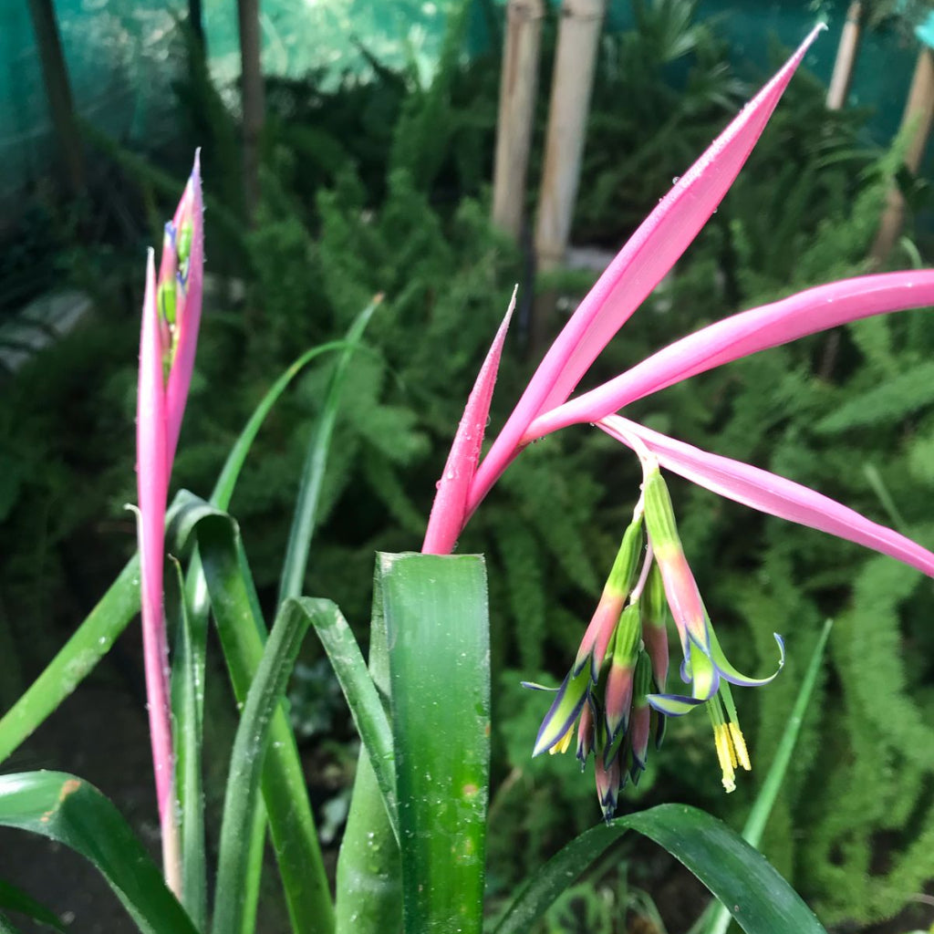 Billbergia Nutans – Pink Winter Bloom | myBageecha