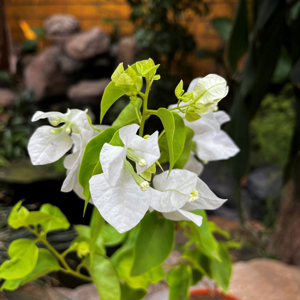 Bougainvillea Glabra Snow White Plant-myBageecha