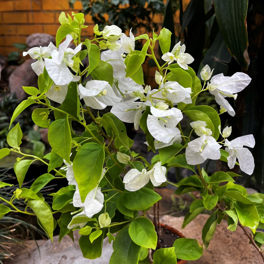 Bougainvillea Glabra Snow White Plant-myBageecha
