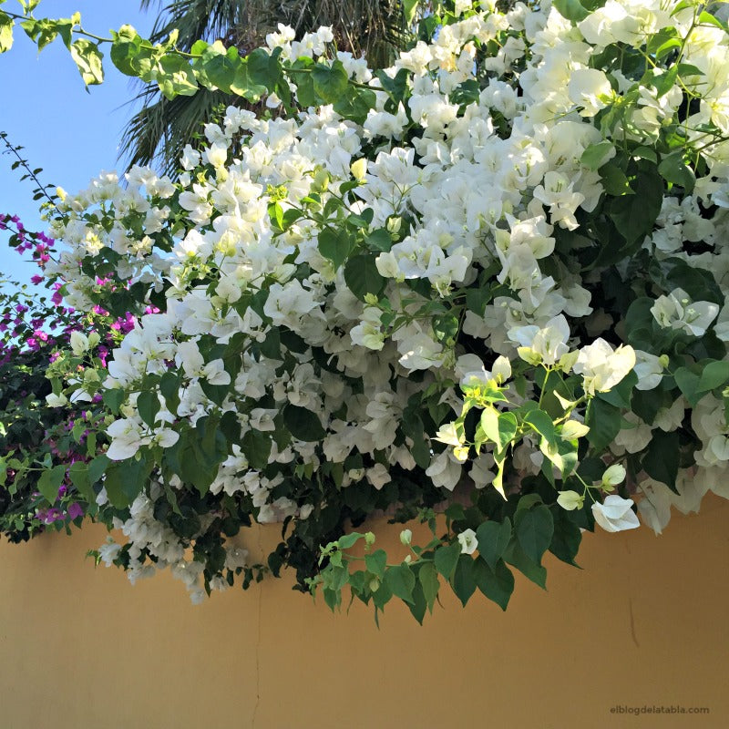 Bougainvillea Glabra Snow White Plant-myBageecha