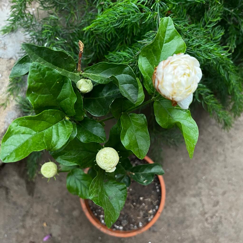 Set of 3 Best Outdoor Flowering Plants -  Hibiscus Yellow Fellow Plant + Jasminum Sambac Butt Mogra Plant + Thryallis Golden Shower Plant - myBageecha