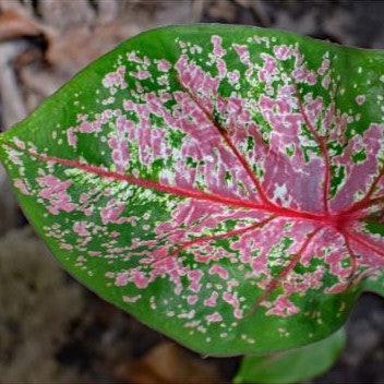 Caladium 'Pink Cloud' Plant – Soft Blush Leaf Surface Detail