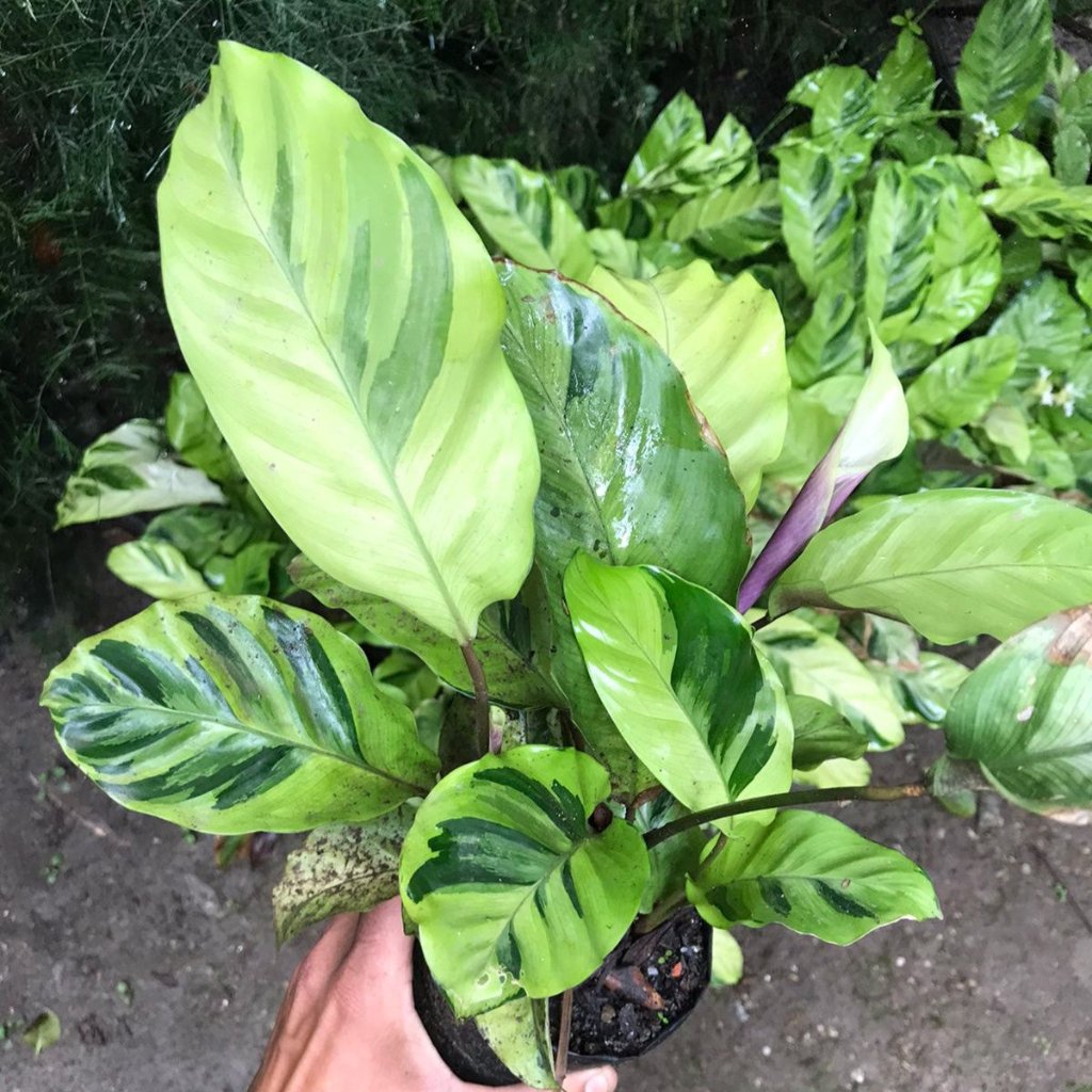 Calathea Yellow Fusion Plant – Indoor Decorative Foliage – myBageecha
