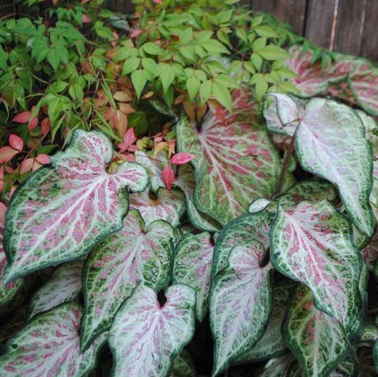 Caladium 'Candyland' Plant – Leaf Spread Top View Arrangement