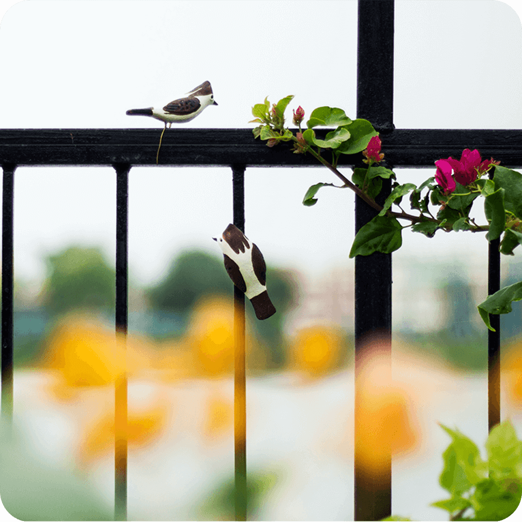 Peppy Pops - Bul Bul ( A Pair) - myBageecha