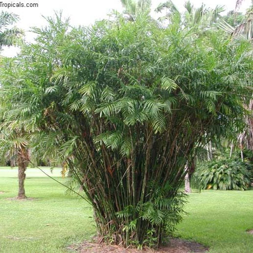 bamboo palm plant images Bamboo Palm Plant – Indoor Air Purifying Foliage Palm