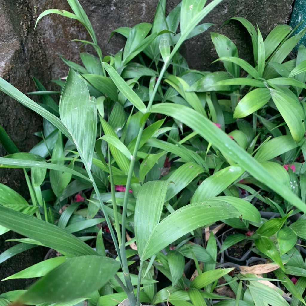 Bamboo Palm Plant – Decorative Interior Planter Styling