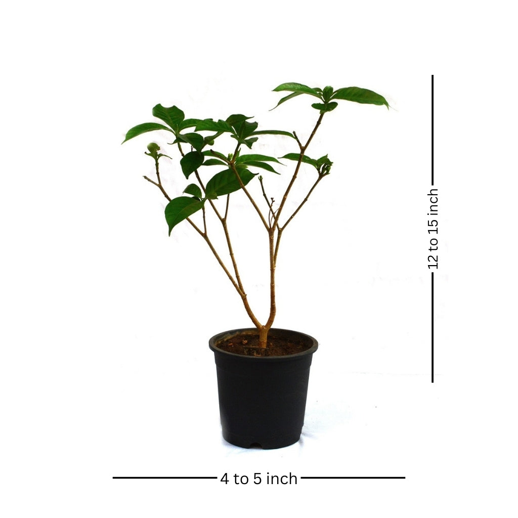 Crape Jasmine Chandni Plant - myBageecha