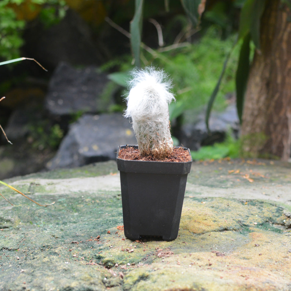 Espostoa Lanata Cotton Ball Cactus Plant - myBageecha