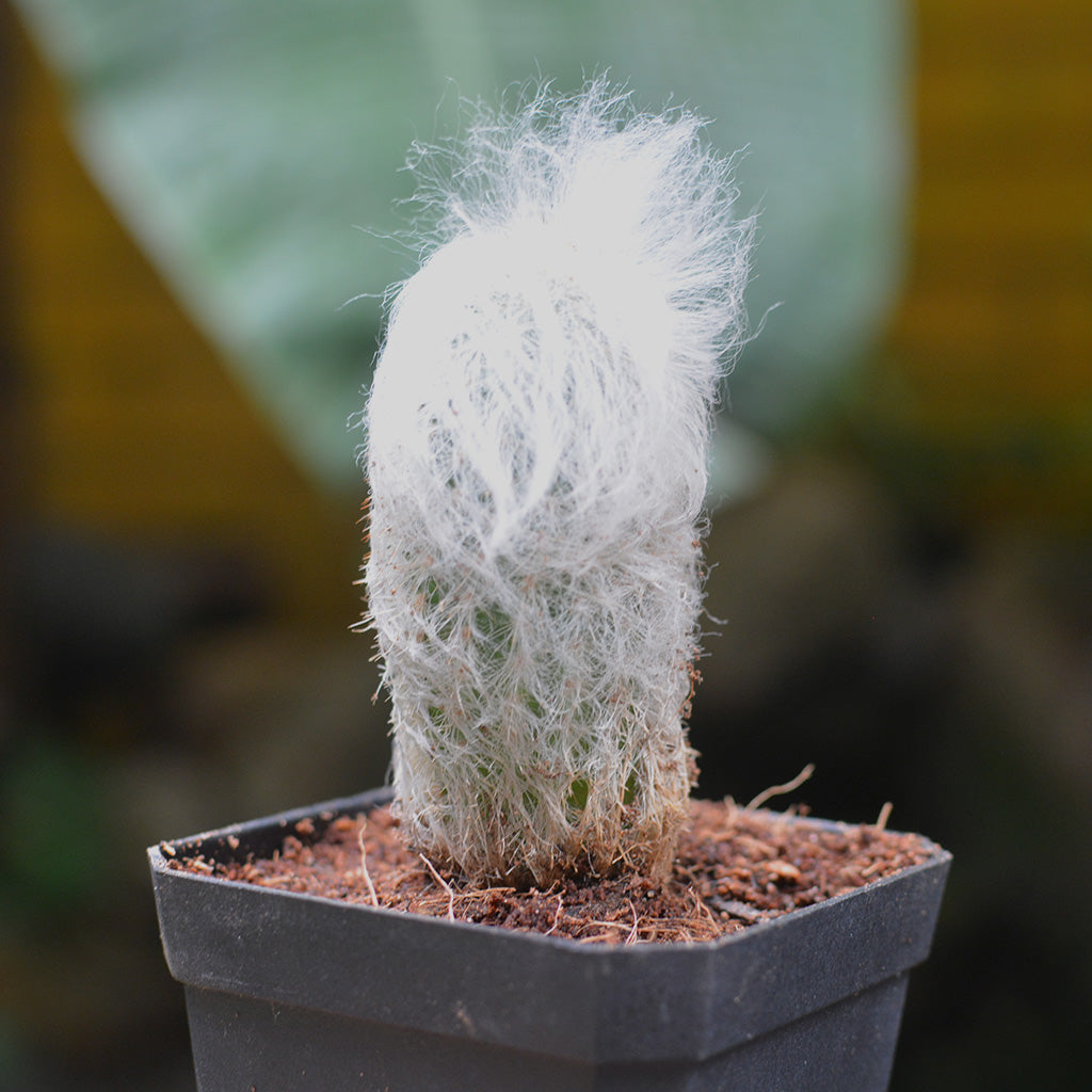Espostoa Lanata Cotton Ball Cactus Plant - myBageecha