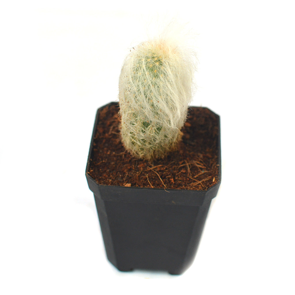 Espostoa Lanata Cotton Ball Cactus Plant - myBageecha